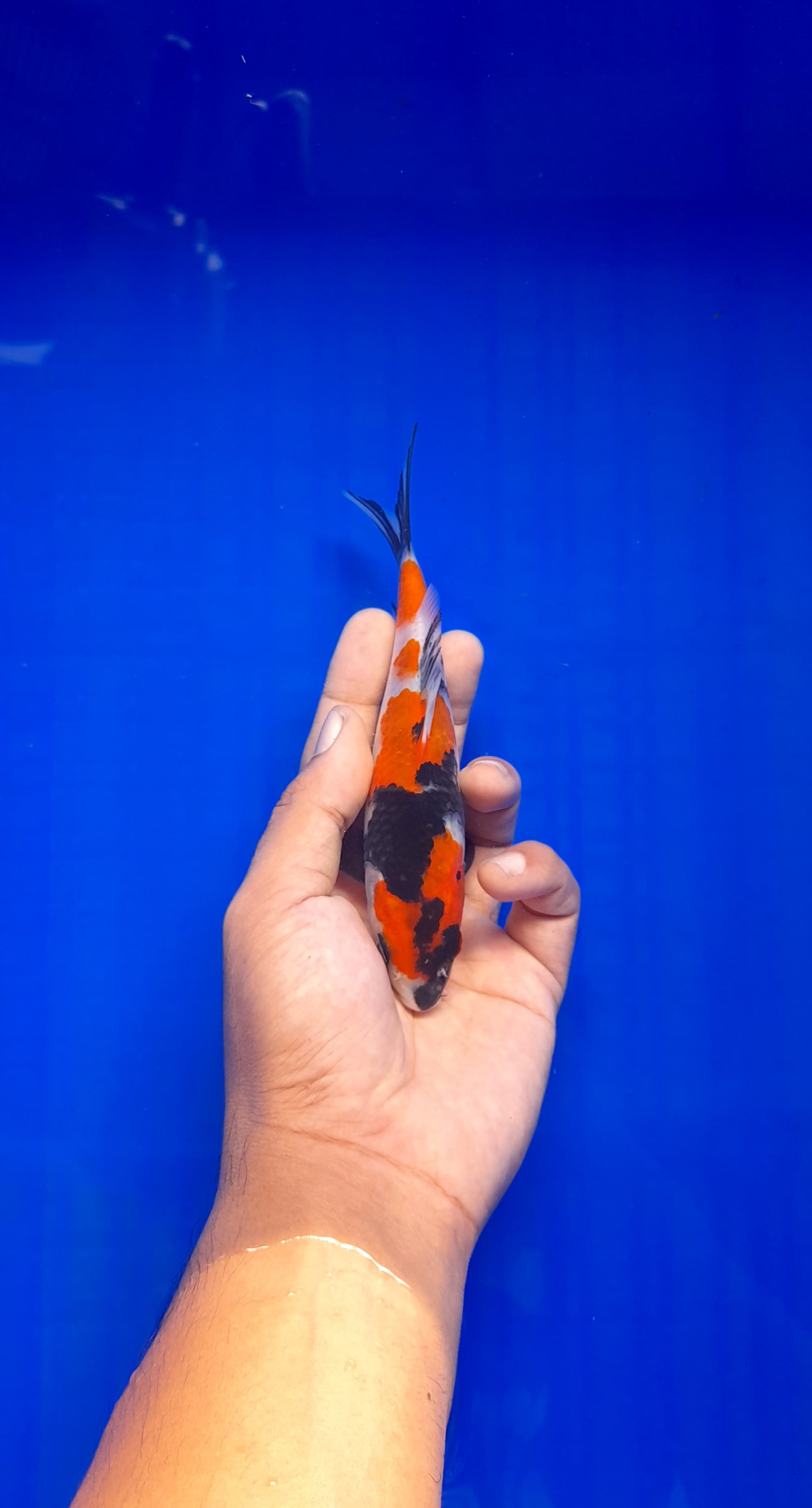 SHOWA BAHAN KEEP SQ 17cm