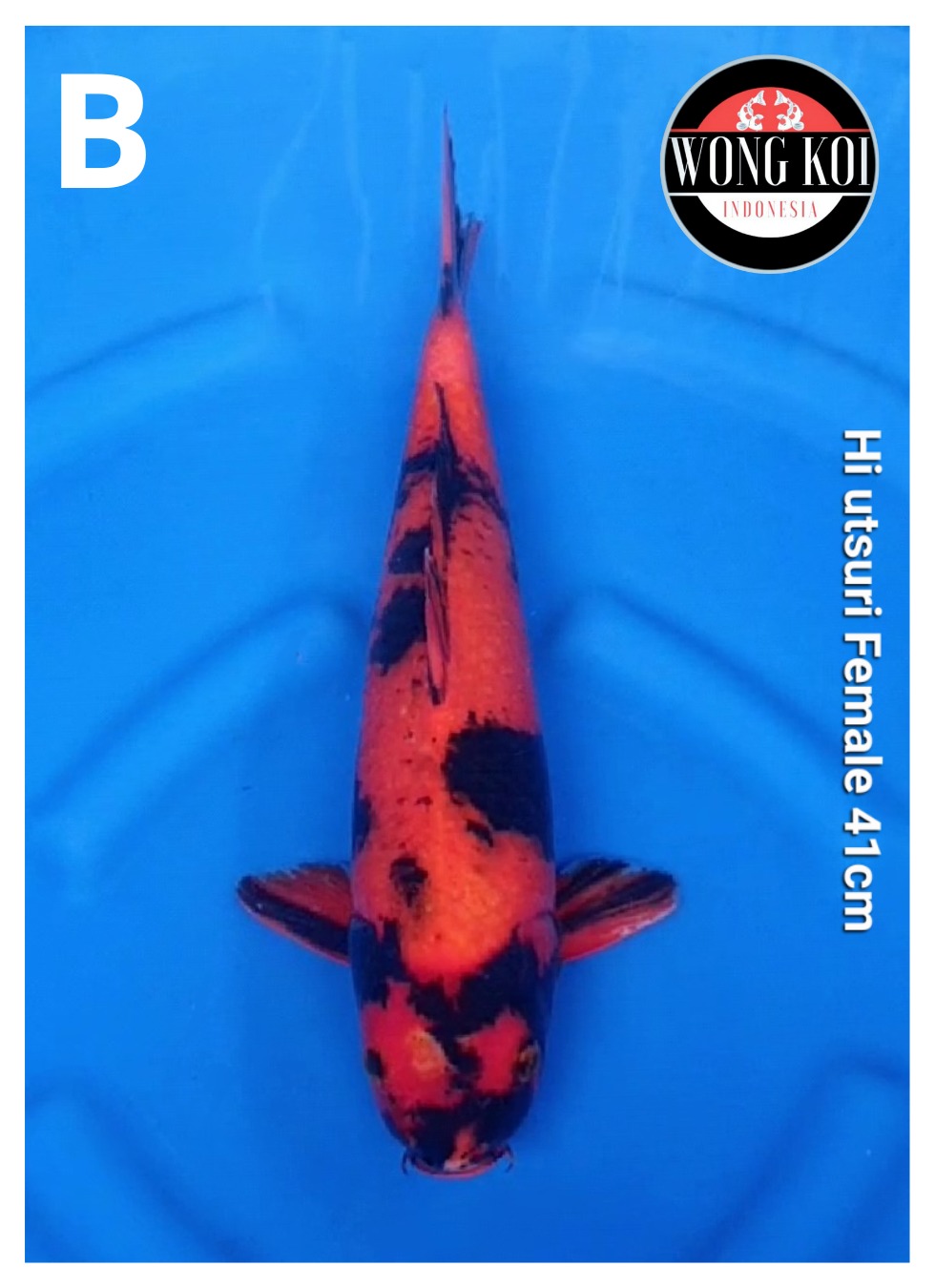 HI UTSURI 41cm