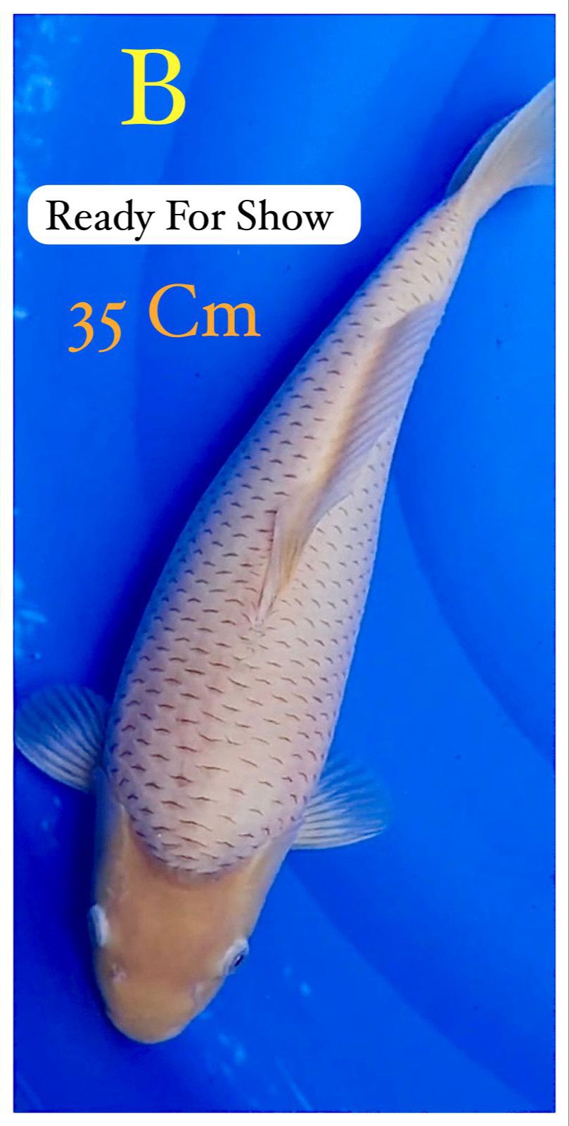 Lelang Koi Online, Jual Beli Ikan Koi, Pusat Jual Beli Koi, Info Lelang Koi Hari Ini, Platform Jual Beli Koi, Jual Beli Ikan Koi Online, Marketplace Ikan Koi, Jual Koi Terbaik, Tempat Beli Koi Berkualitas, Pasar Ikan Koi Online Terpercaya, Penjual Ikan Koi Terpercaya, Beli Koi Hias Online, Ikan Koi untuk Dijual, Koi Kualitas Terbaik, Toko Online Ikan Koi, Koi Hias Untuk Dijual, Jual Beli Ikan Koi Lokal, Koi Indonesia Online, Pusat Jual Beli Koi Terbesar