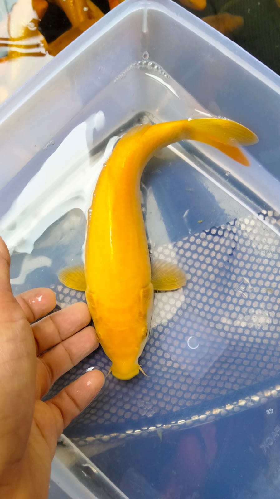KARASILEMON 20cm