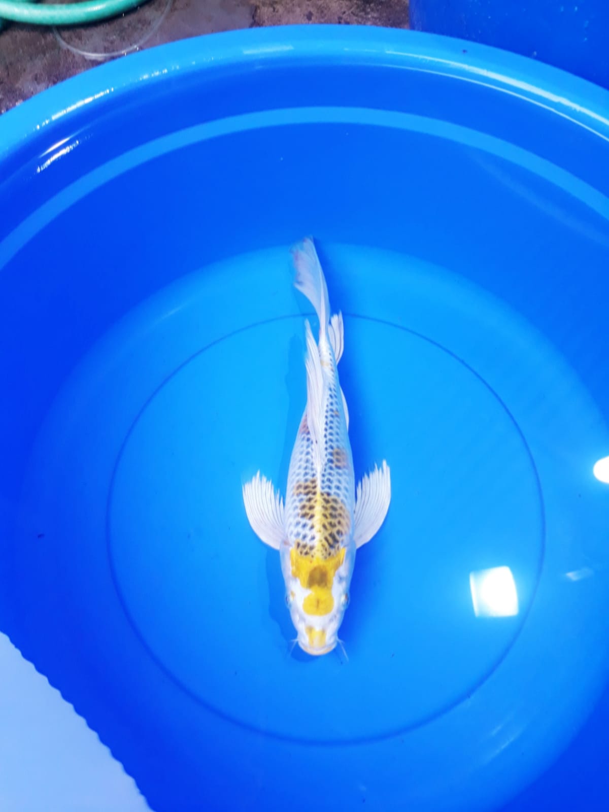 Lelang Koi Online, Jual Beli Ikan Koi, Pusat Jual Beli Koi, Info Lelang Koi Hari Ini, Platform Jual Beli Koi, Jual Beli Ikan Koi Online, Marketplace Ikan Koi, Jual Koi Terbaik, Tempat Beli Koi Berkualitas, Pasar Ikan Koi Online Terpercaya, Penjual Ikan Koi Terpercaya, Beli Koi Hias Online, Ikan Koi untuk Dijual, Koi Kualitas Terbaik, Toko Online Ikan Koi, Koi Hias Untuk Dijual, Jual Beli Ikan Koi Lokal, Koi Indonesia Online, Pusat Jual Beli Koi Terbesar