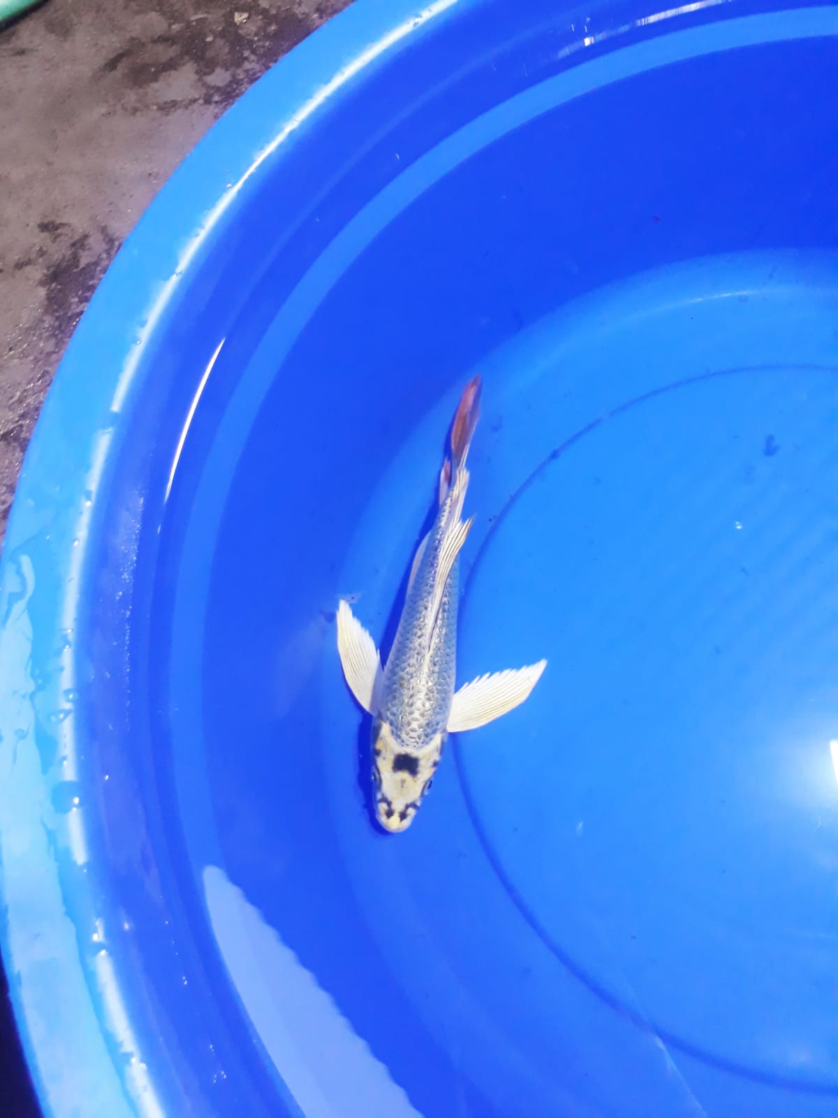 Lelang Koi Online, Jual Beli Ikan Koi, Pusat Jual Beli Koi, Info Lelang Koi Hari Ini, Platform Jual Beli Koi, Jual Beli Ikan Koi Online, Marketplace Ikan Koi, Jual Koi Terbaik, Tempat Beli Koi Berkualitas, Pasar Ikan Koi Online Terpercaya, Penjual Ikan Koi Terpercaya, Beli Koi Hias Online, Ikan Koi untuk Dijual, Koi Kualitas Terbaik, Toko Online Ikan Koi, Koi Hias Untuk Dijual, Jual Beli Ikan Koi Lokal, Koi Indonesia Online, Pusat Jual Beli Koi Terbesar