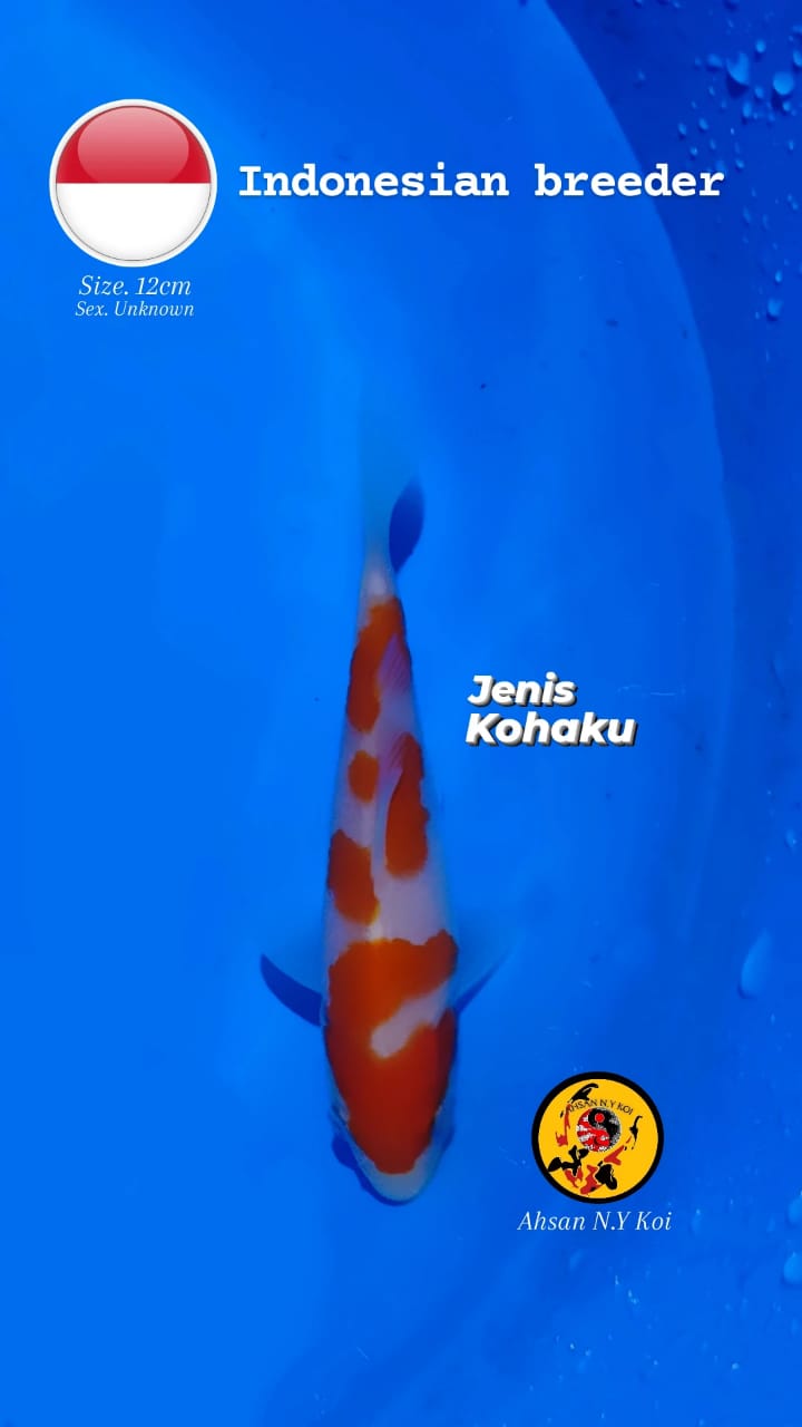 KOHAKU SQ SIZE 12cm