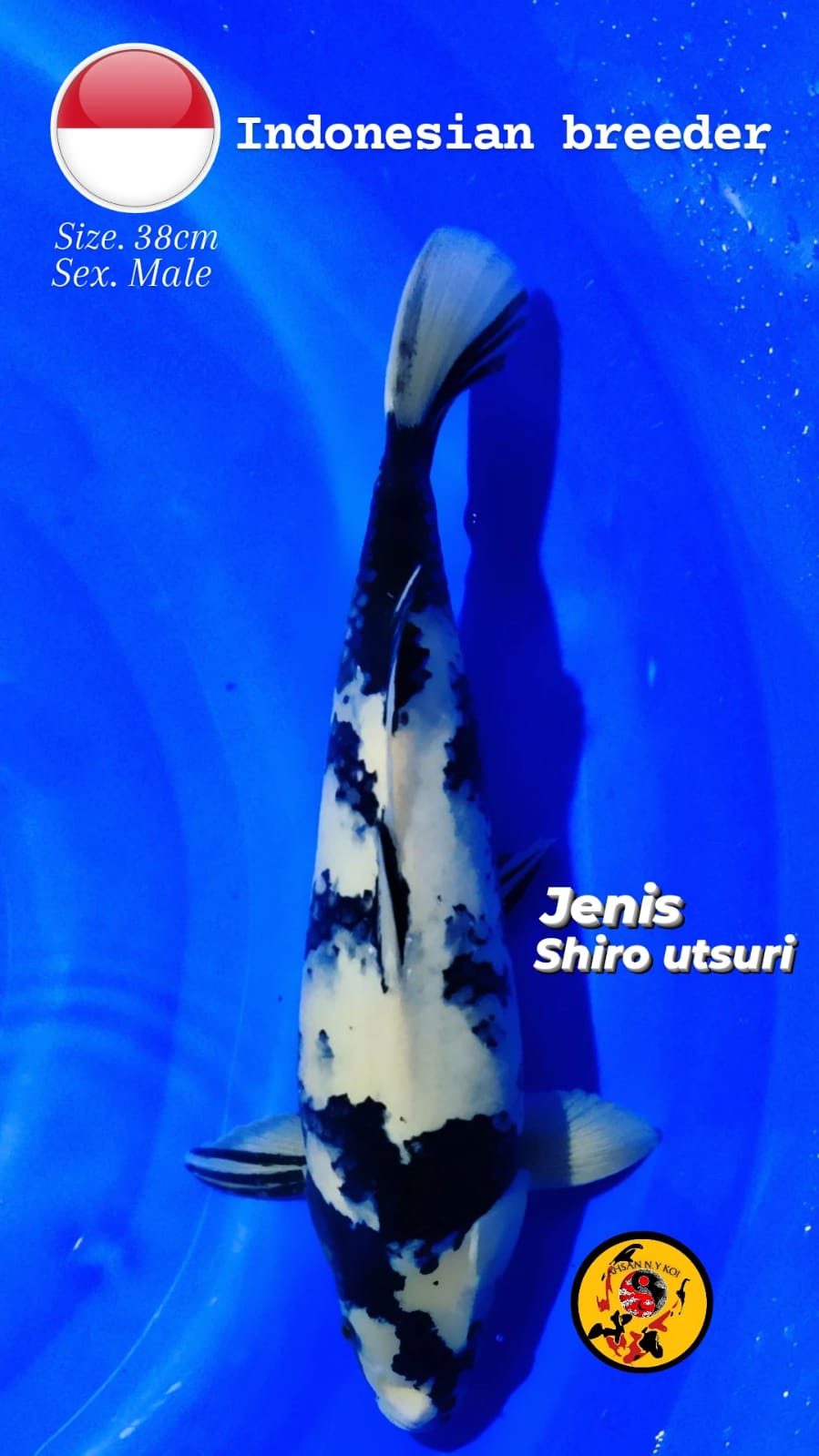 SHIRO UTSURI SUPER QUALITY SIZE 38cm