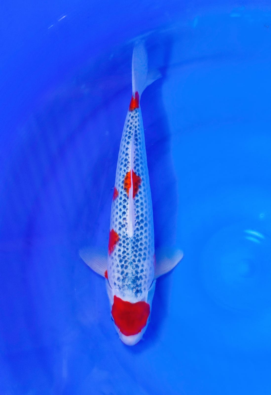 GOSIKI 34cm