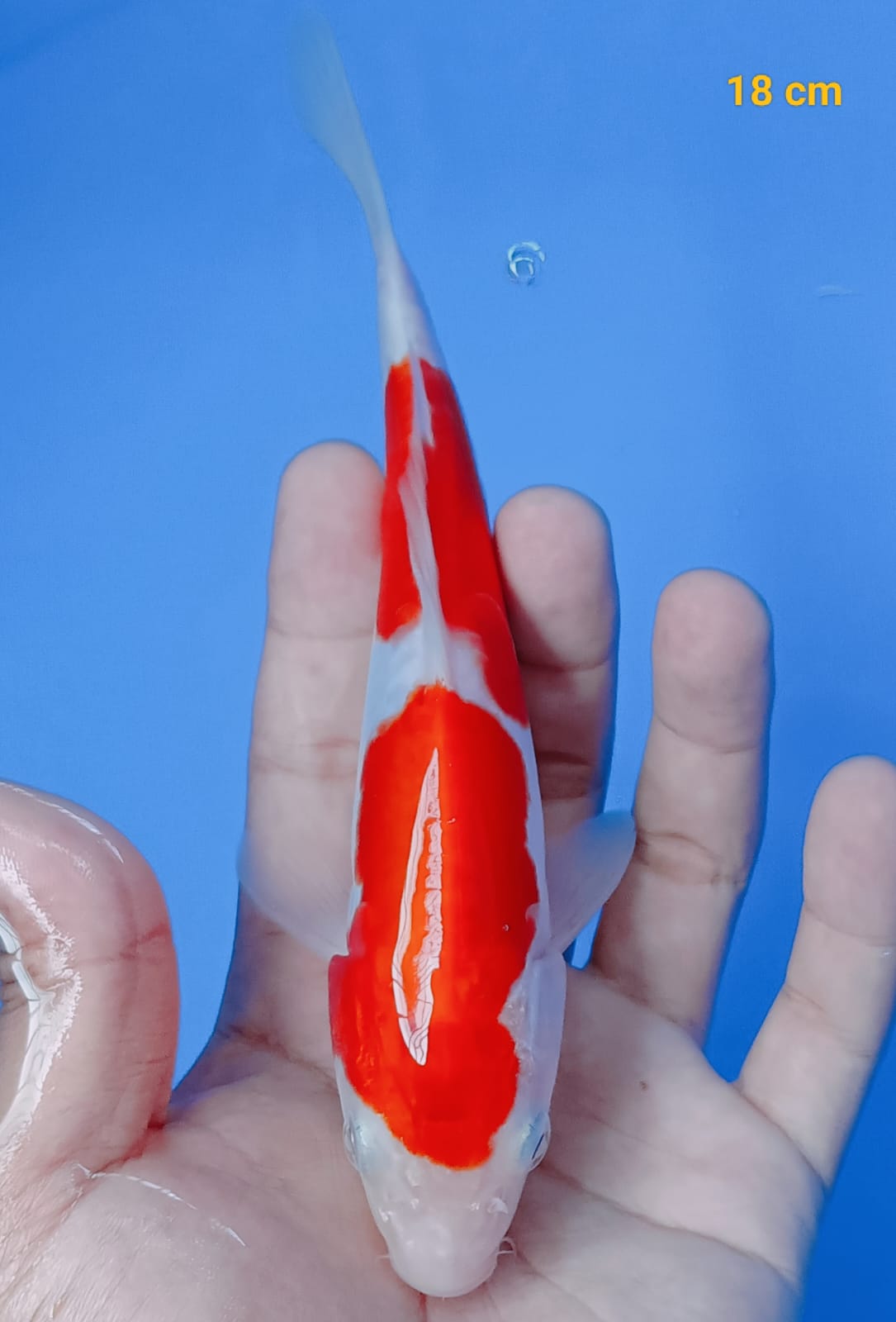 KOHAKU 18cm