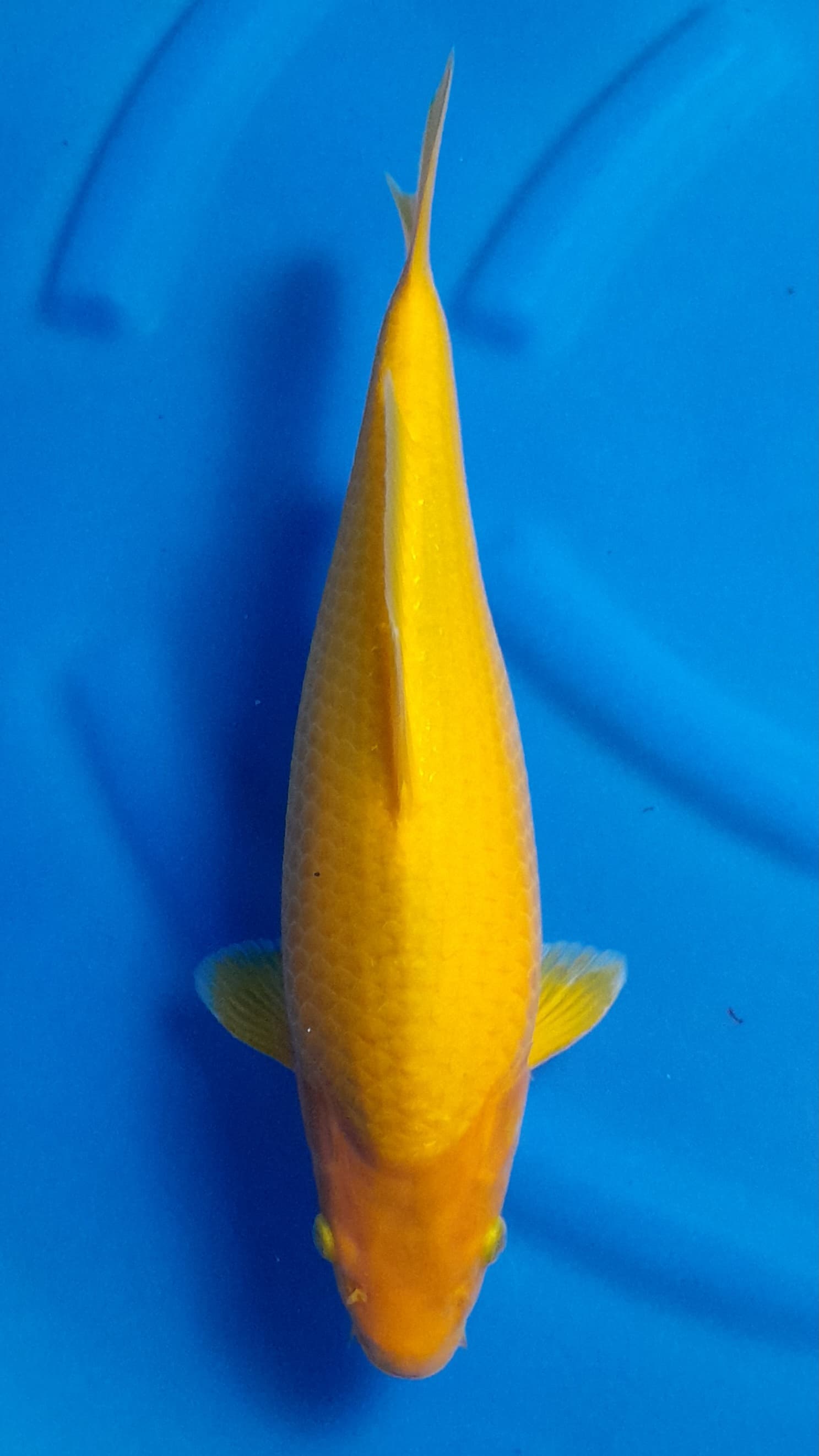 KARASI 37cm