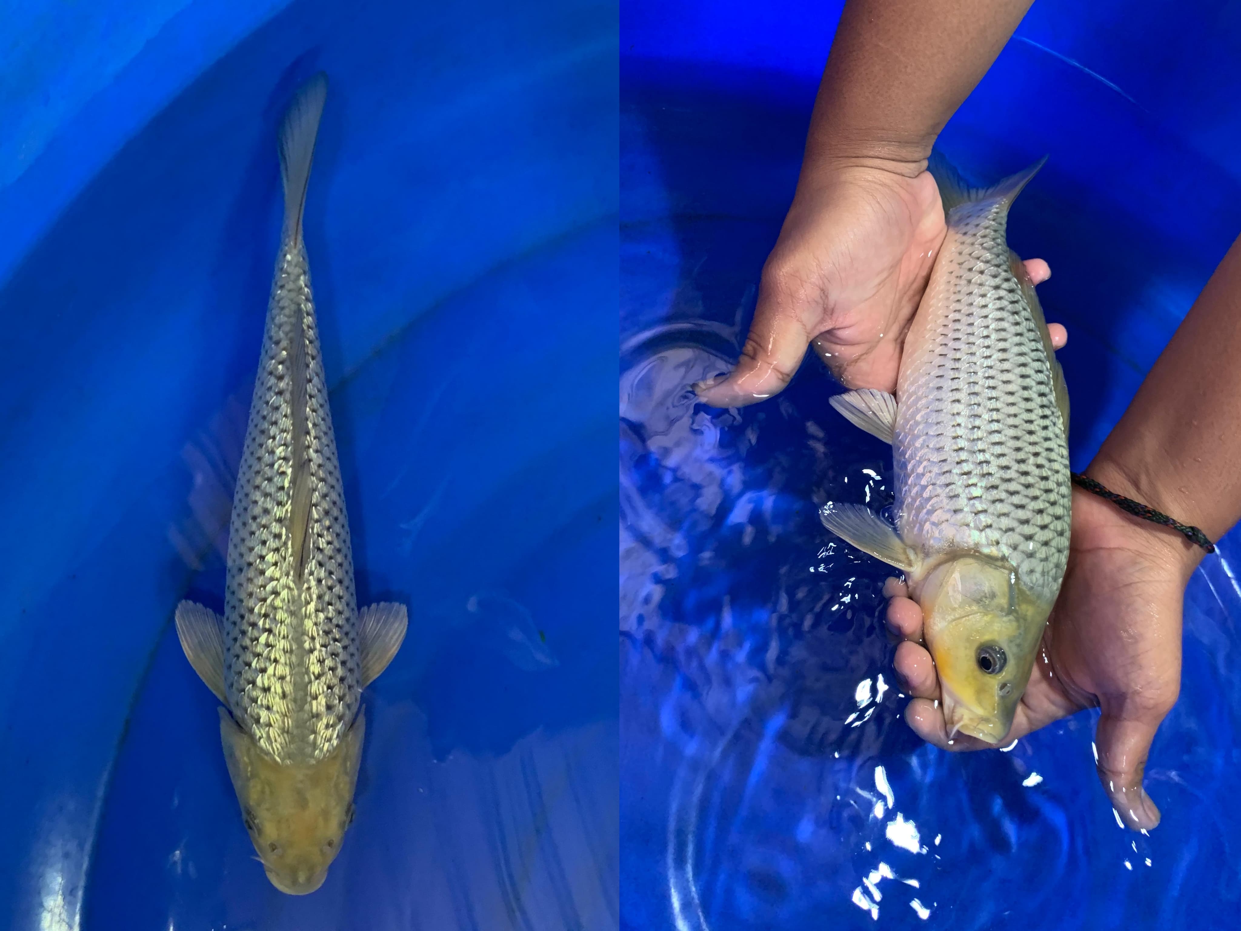 SORAGOI GINRIN 28cm