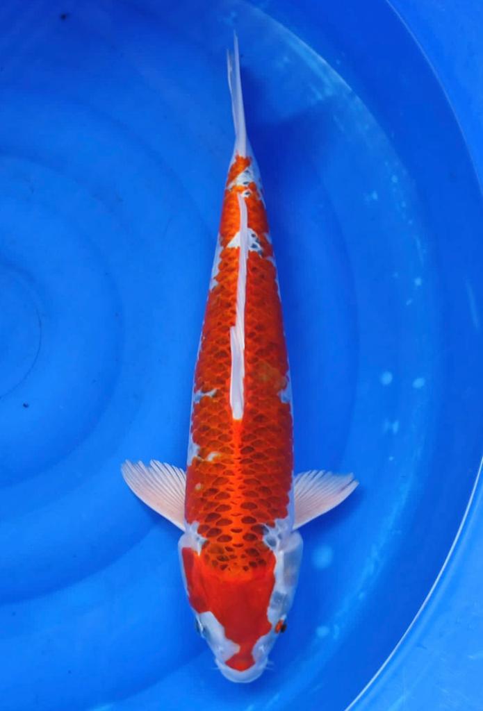 KHOJAKU 43cm