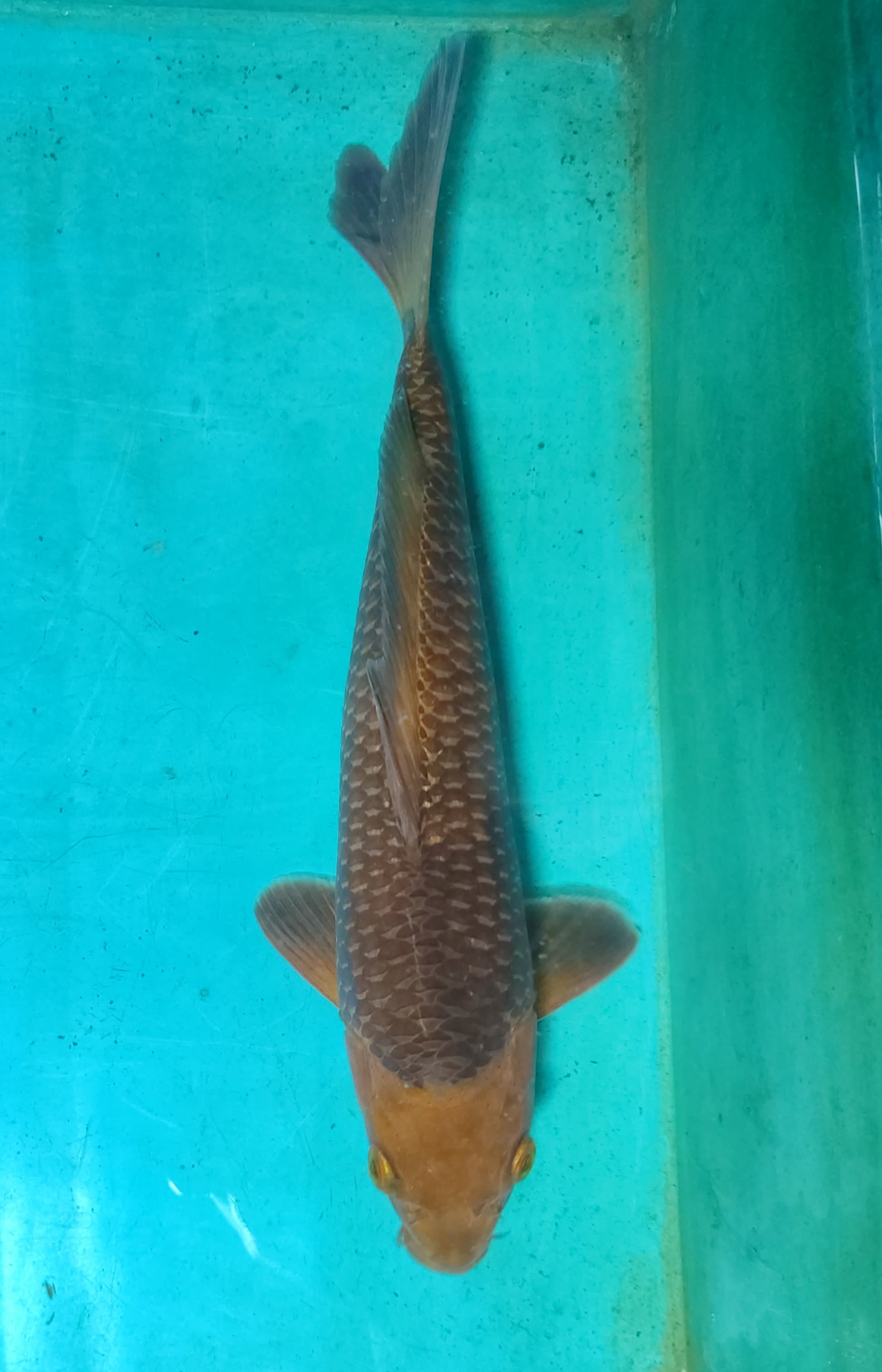 CARAMEL 25cm