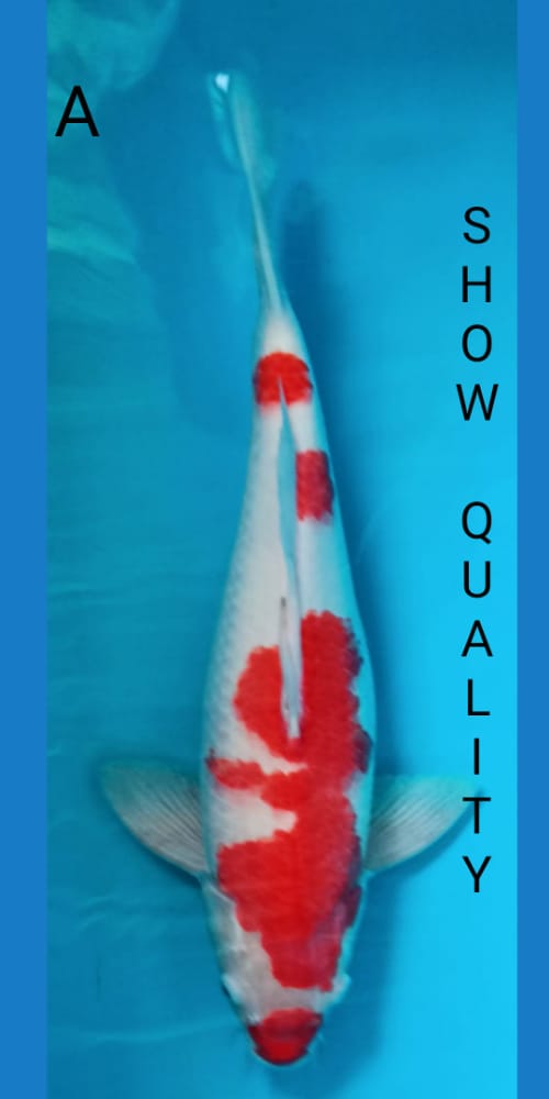 SUPER QUALITY KOHAKU 47cm