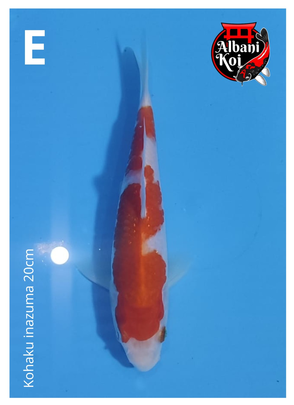 KOHAKU INAZUMA 20cm