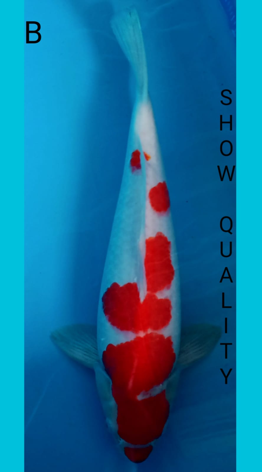 SUPER QUALITY KOHAKU 47cm