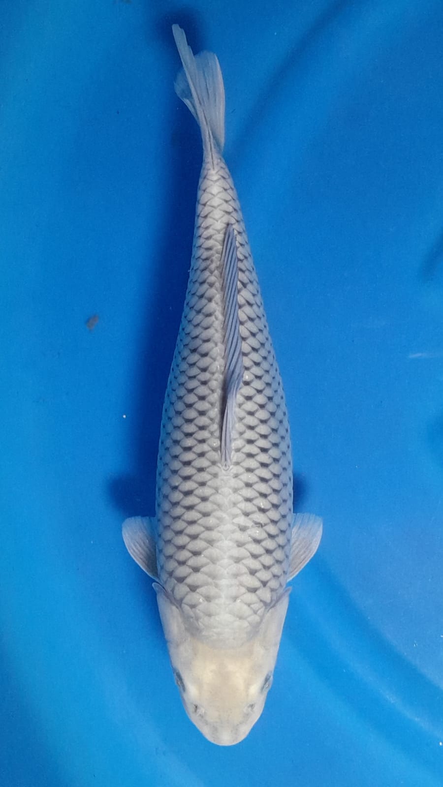 SORAGOI SUPER FUKURIN 38cm