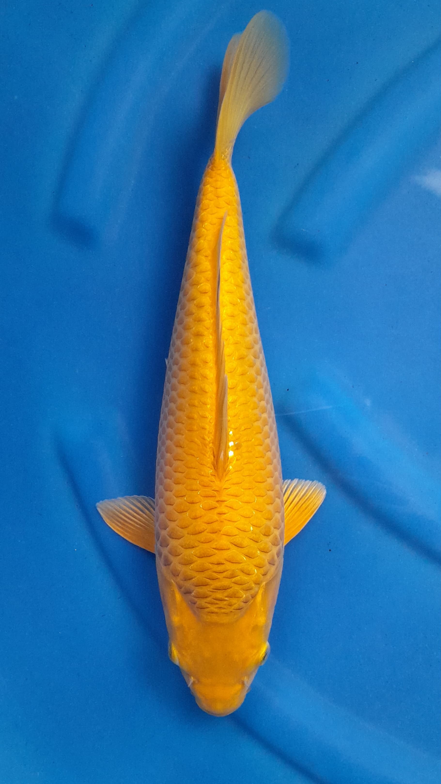 KARAMEL JOSS 36cm