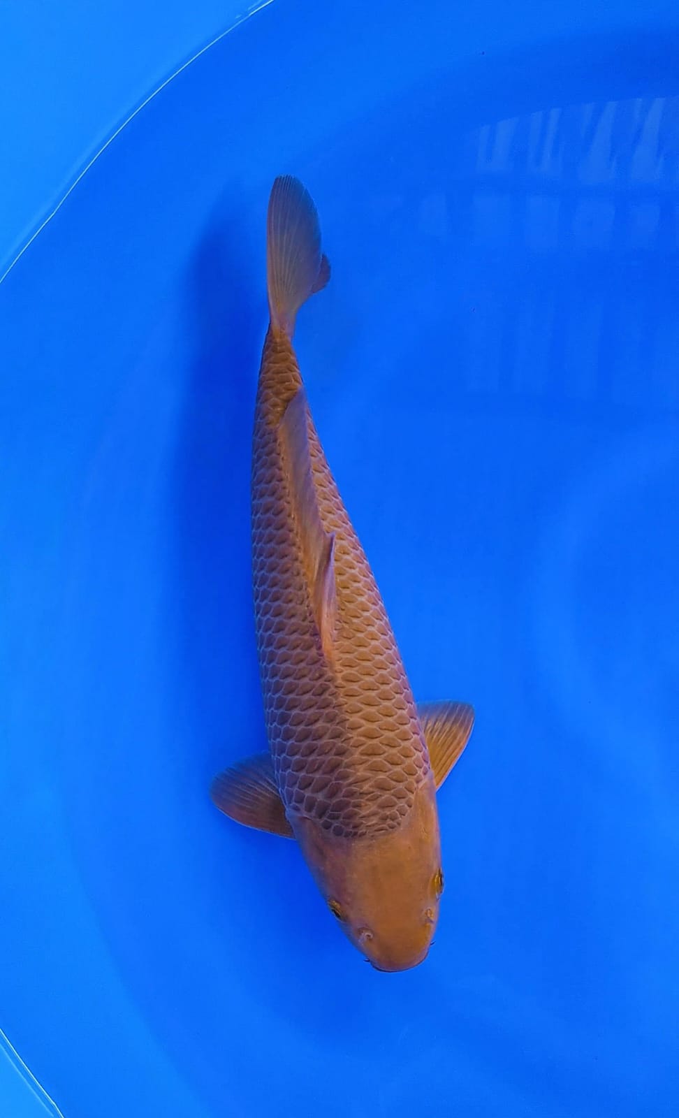 CARAMEL 37cm JANTAN