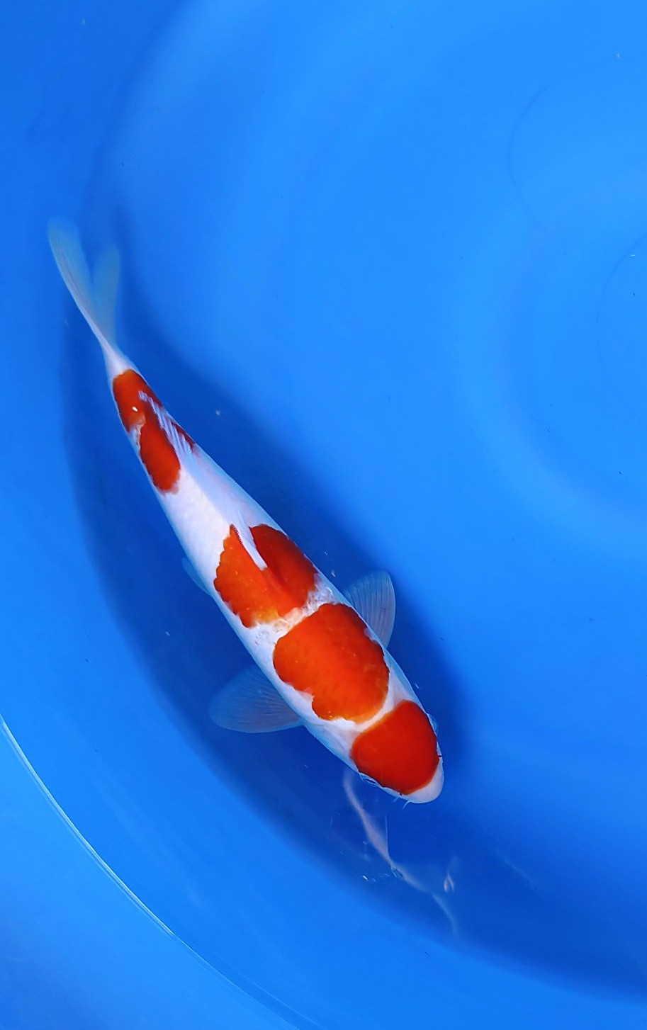 KOHAKU CUT SEDIKIT BAGIAN TENGAH 33cm MALE