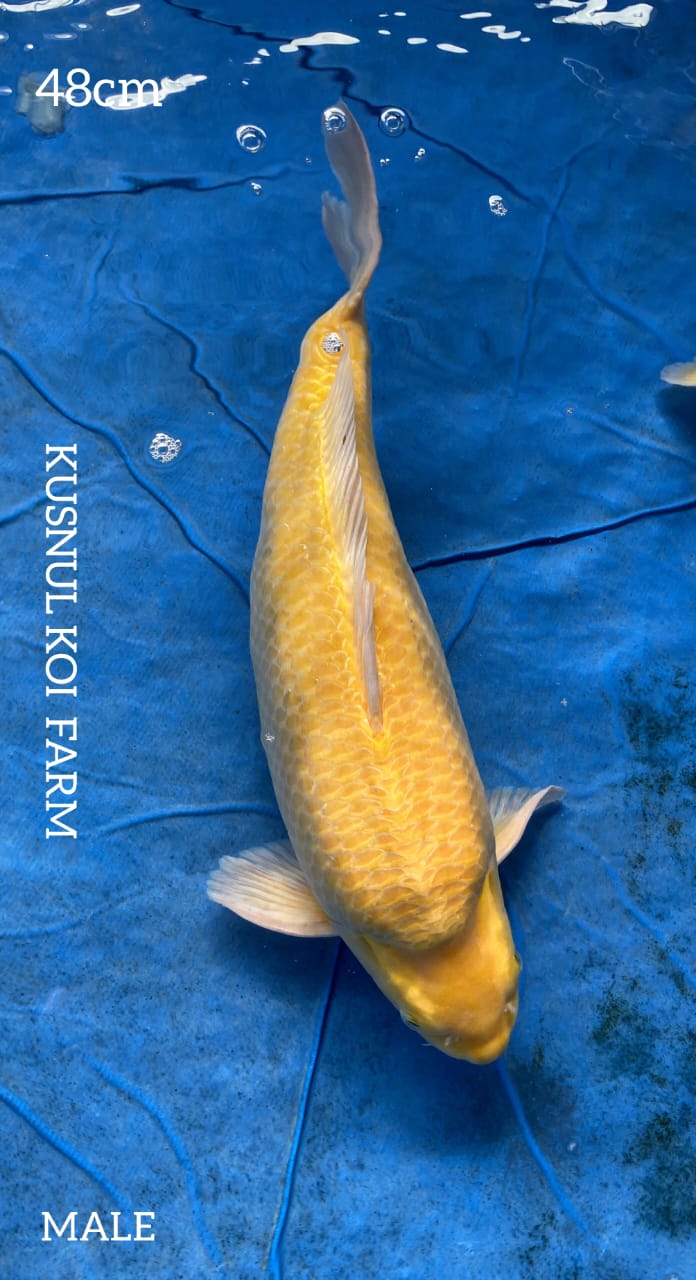 KARASI GOOD BODY 48cm