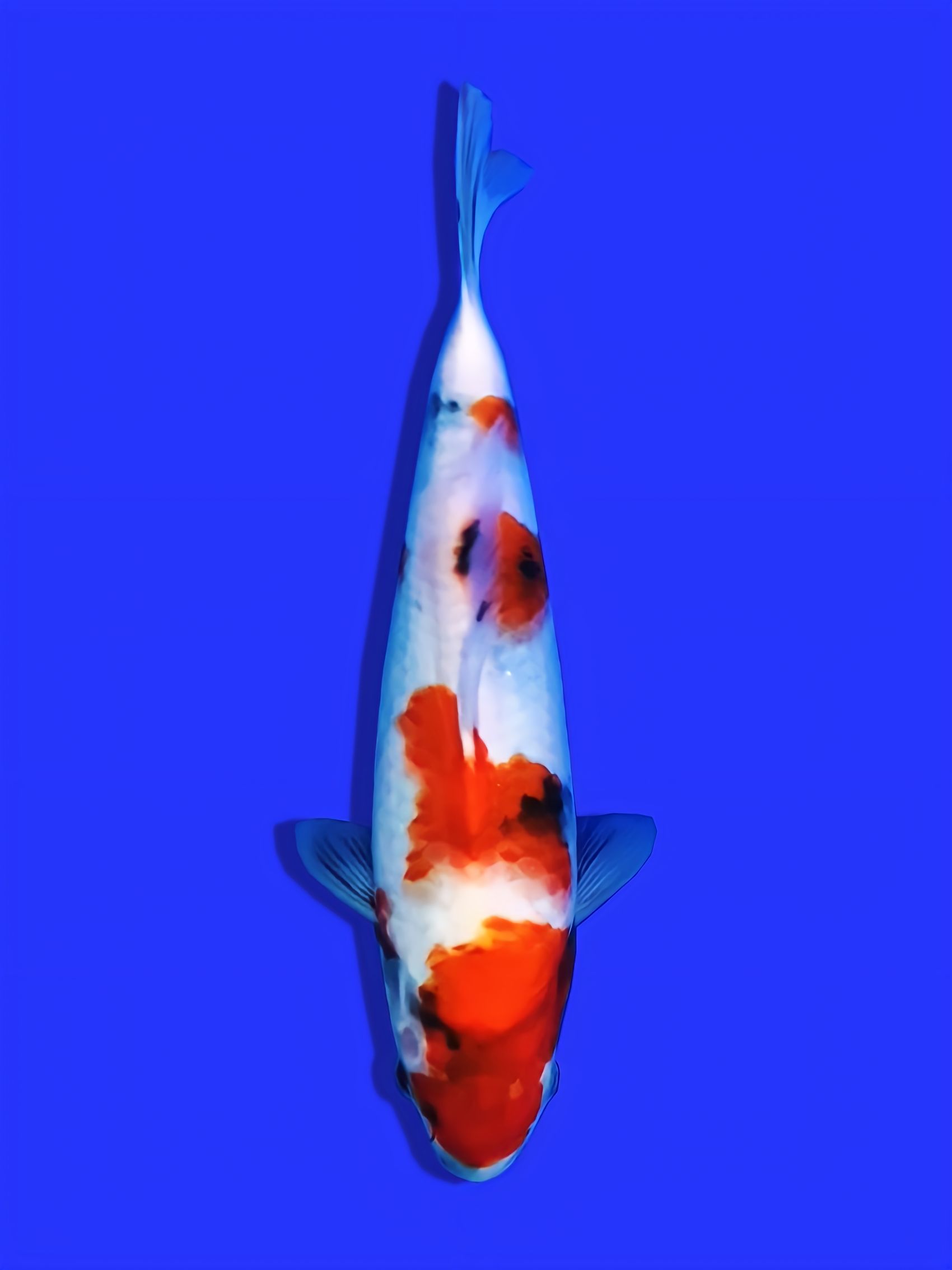 SHOWA ISA FARM 31cm