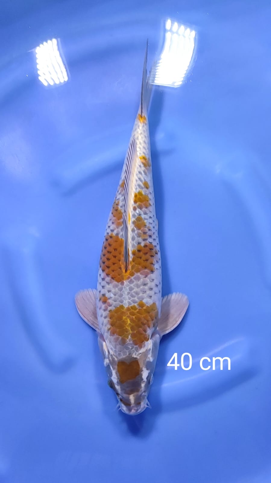 KOGANE OCHIBA 40cm