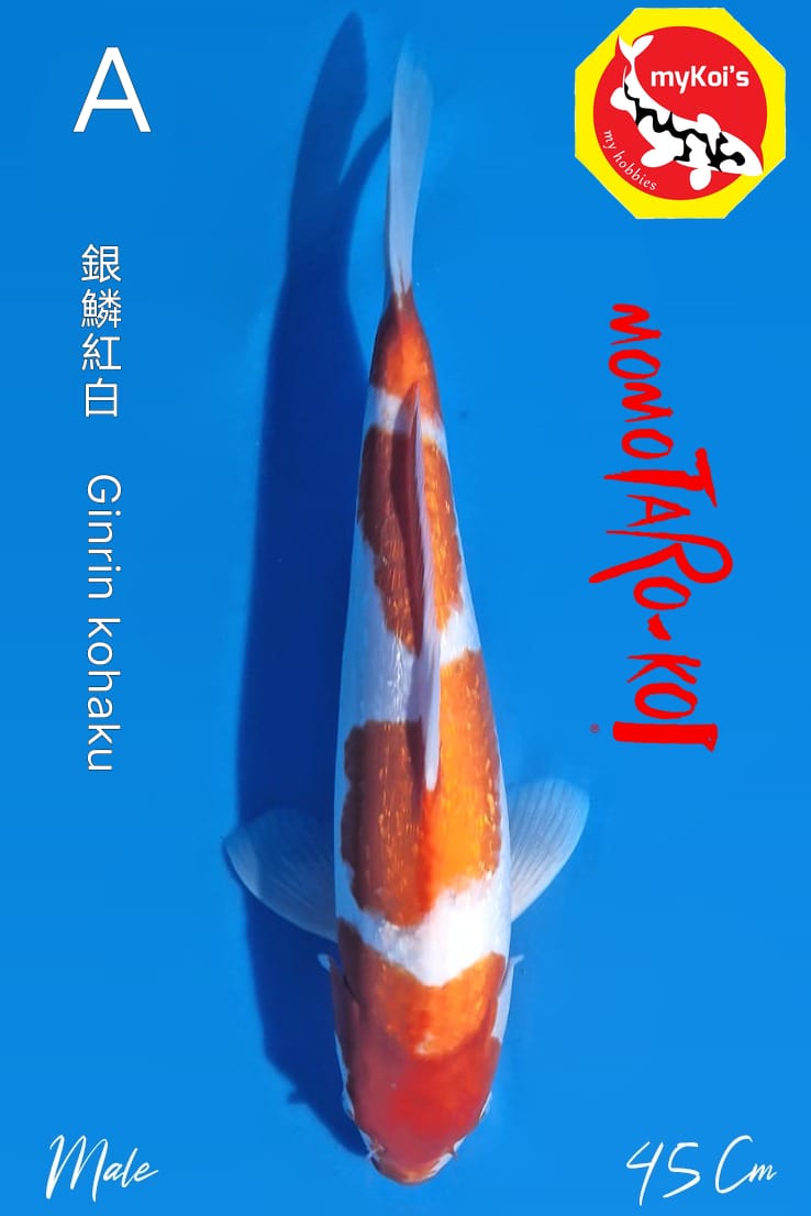 GINRIN KOHAKU MOMOTARO 45cm
