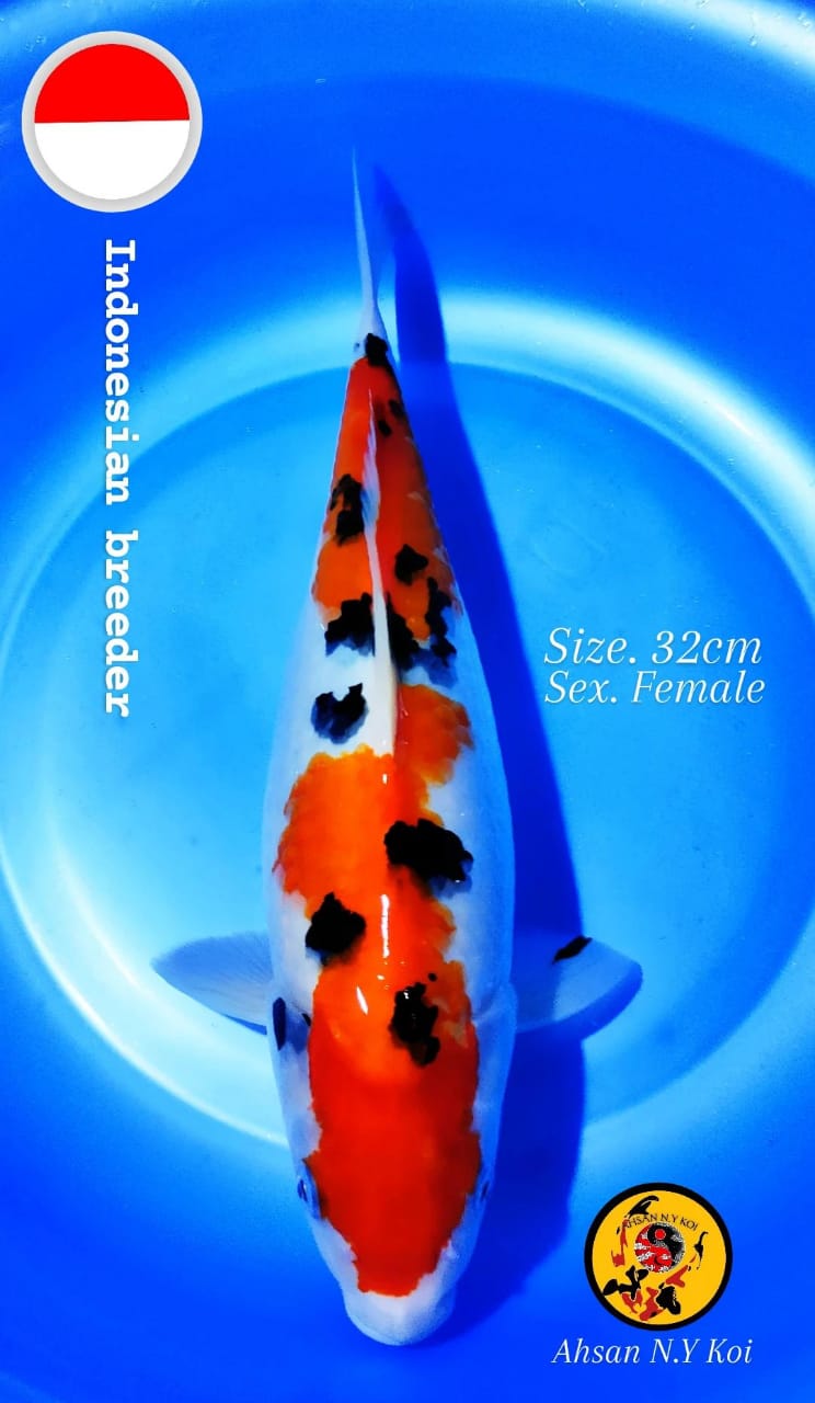 SANKE SIZE 32cm