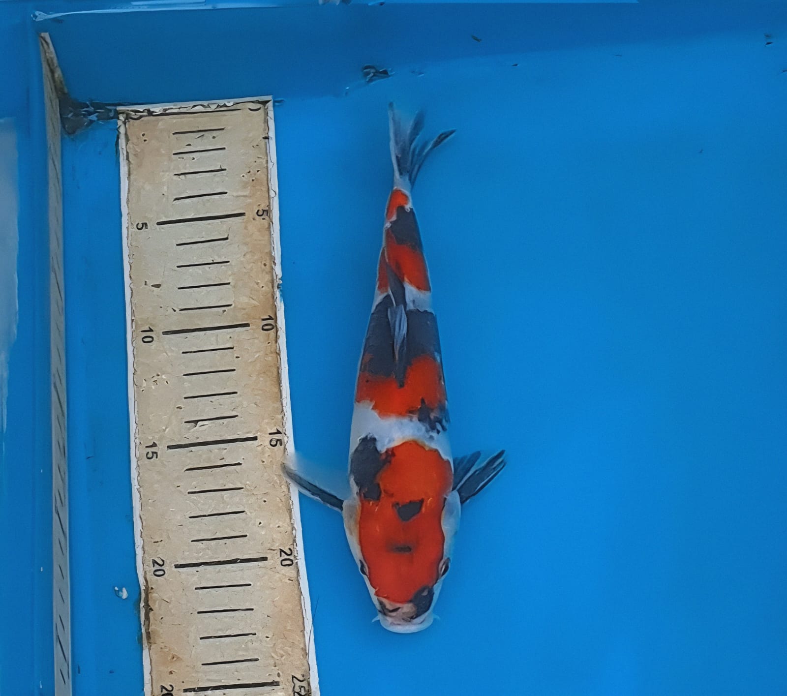 SHOWA STRONG F1 MALE KOLEKSI 25cm