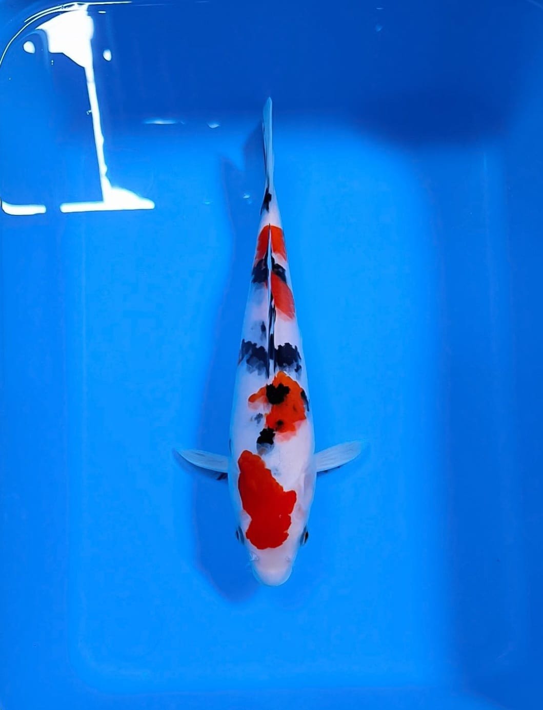 SANKE 14cm