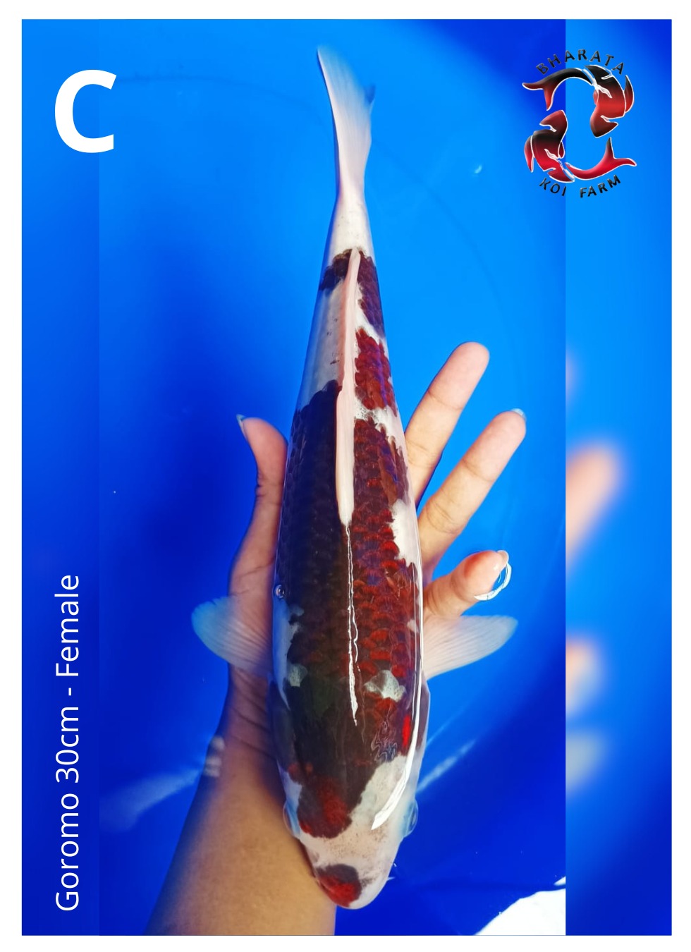 Ikan Koi GOROMO 30cm, lelang koi GOROMO 30cm, jual koi GOROMO 30cm, beli koi GOROMO 30cm, Lelang Koi Online, Jual Beli Ikan Koi, Pusat Jual Beli Koi, Info Lelang Koi Hari Ini, Platform Jual Beli Koi, Jual Beli Ikan Koi Online, Marketplace Ikan Koi, Jual Koi Terbaik, Tempat Beli Koi Berkualitas, Pasar Ikan Koi Online Terpercaya, Penjual Ikan Koi Terpercaya, Beli Koi Hias Online, Ikan Koi untuk Dijual, Koi Kualitas Terbaik, Toko Online Ikan Koi, Koi Hias Untuk Dijual, Jual Beli Ikan Koi Lokal, Koi Indonesia Online, Pusat Jual Beli Koi Terbesar