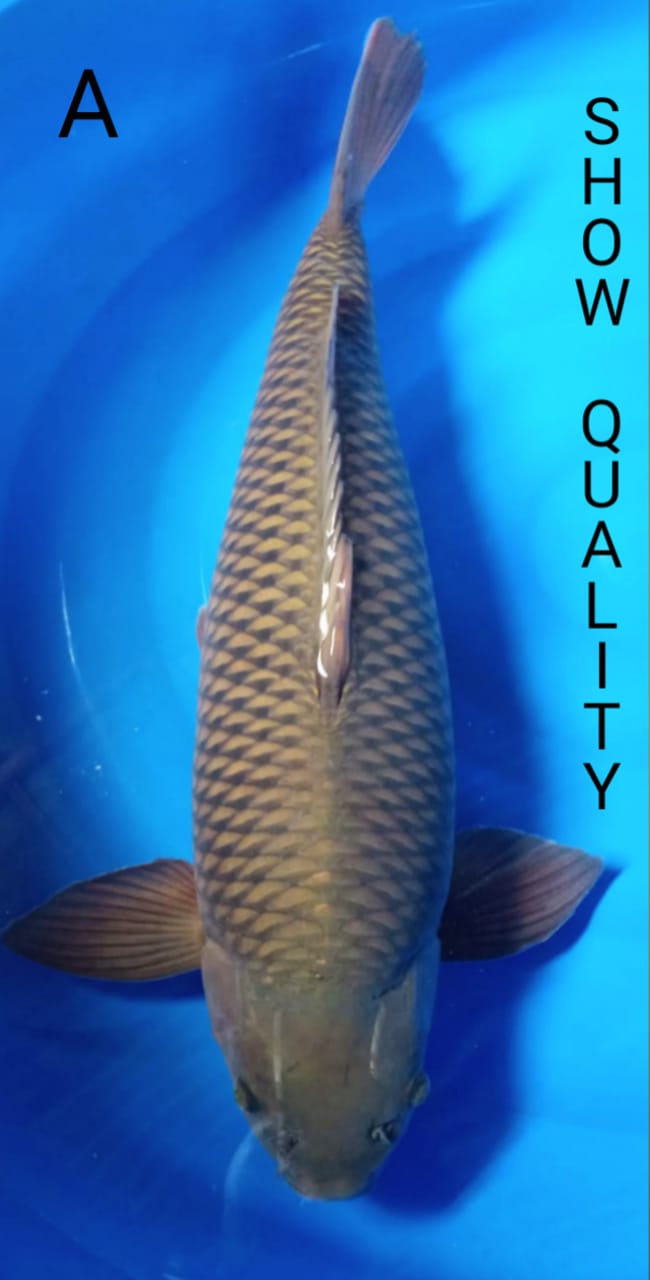 SUPER QUALITY CHAGOI 65cm
