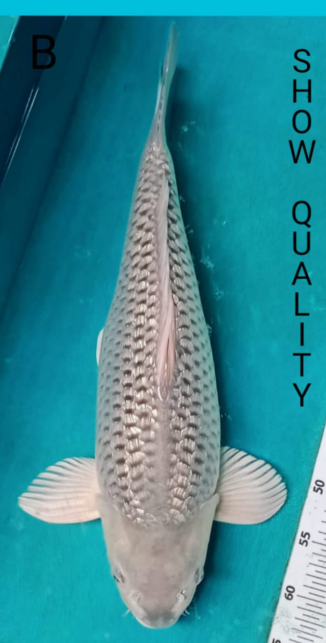 SUPER QUALITY SORAGOI GINRIN 55cm