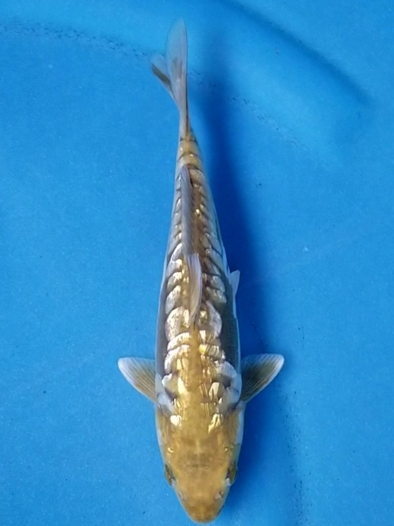 ARAGOKE GINRIN 20cm
