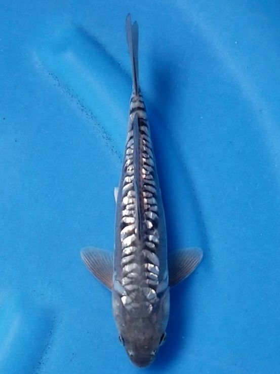 ARAGOKE GINRIN 23cm