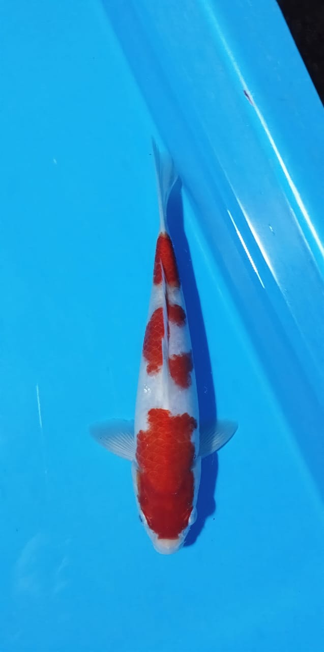 KOHAKU 26cm