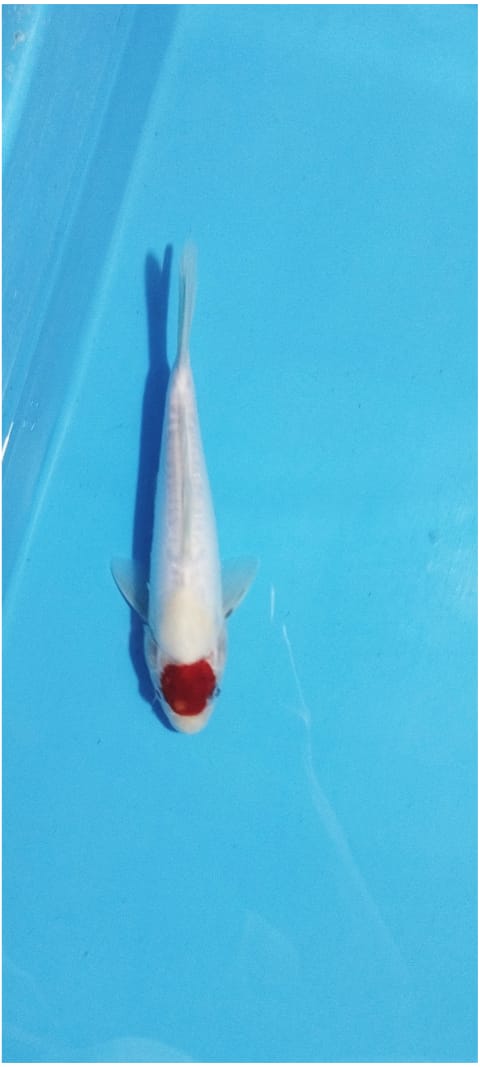 TC KOHAKU DOITSU 25cm