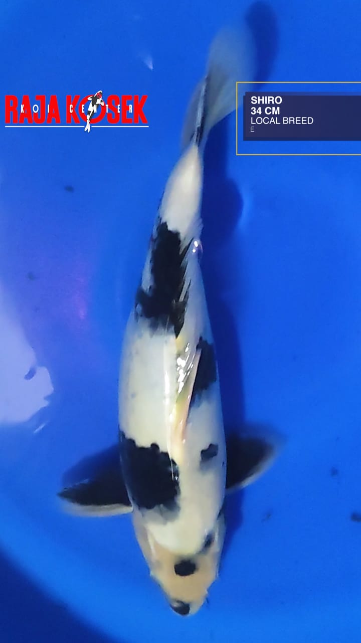 SHIRO 34cm