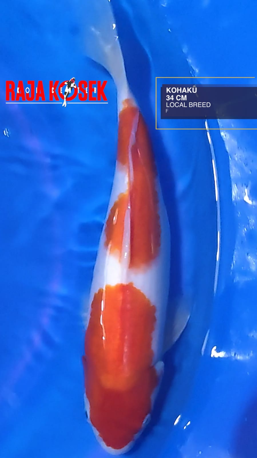 KOHAKU 34cm