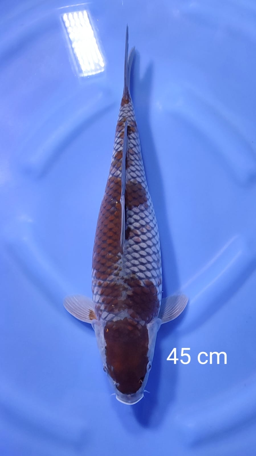 OCHIBA SIGURE 45cm