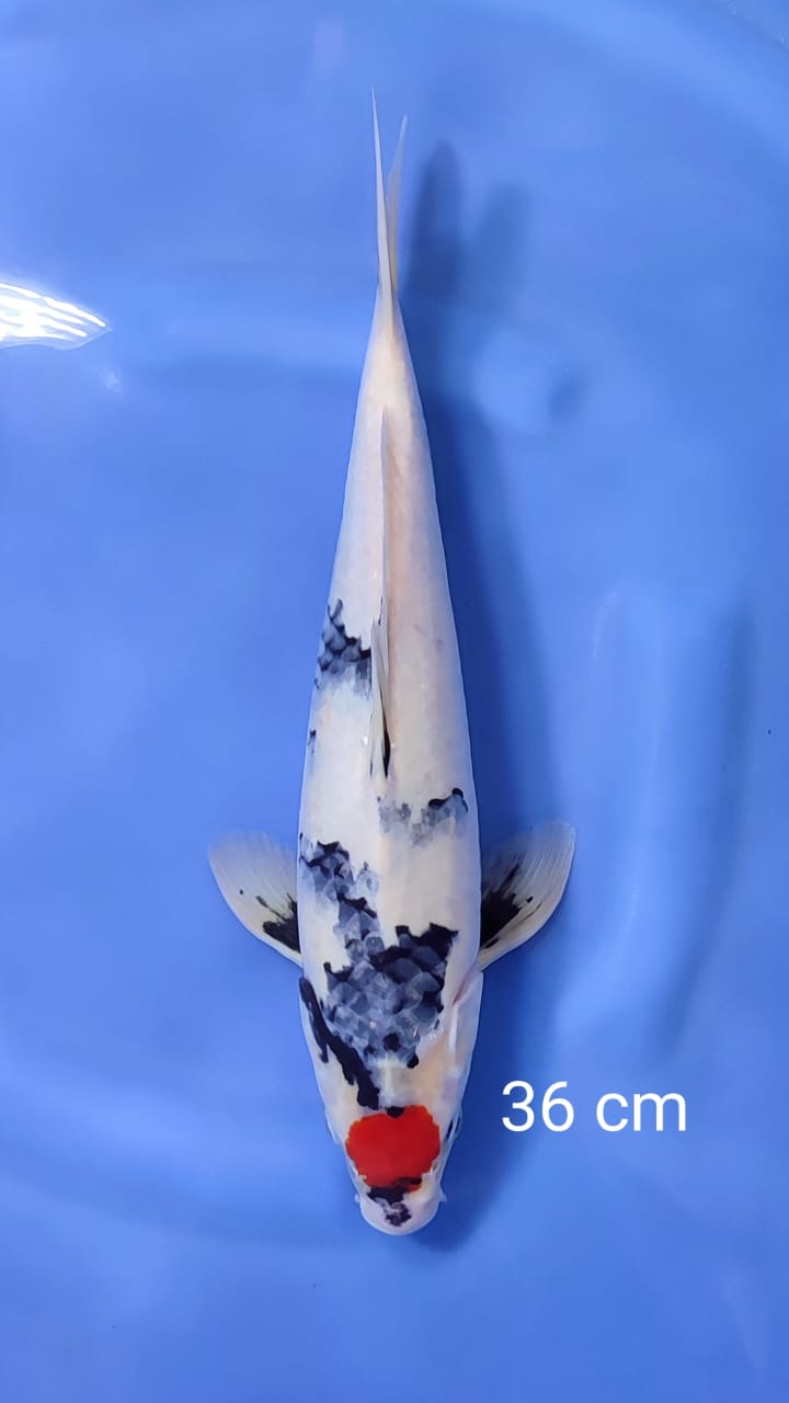 TANCHO SHOWA 36cm