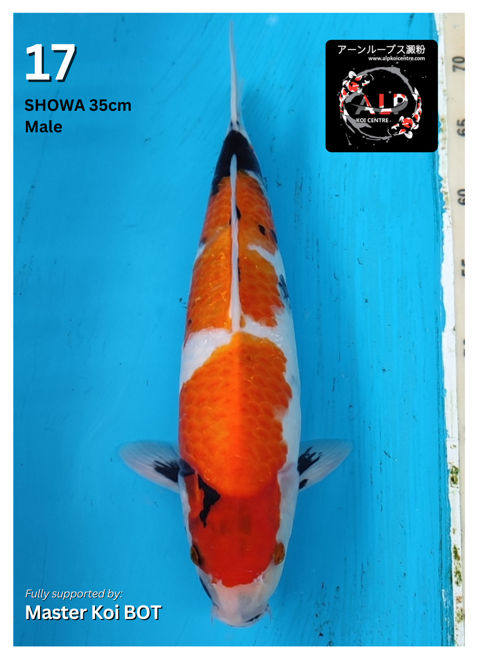 SHOWA 35cm