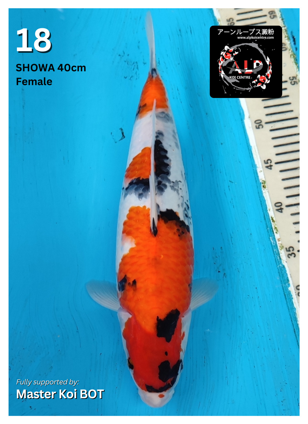 SHOWA 40cm