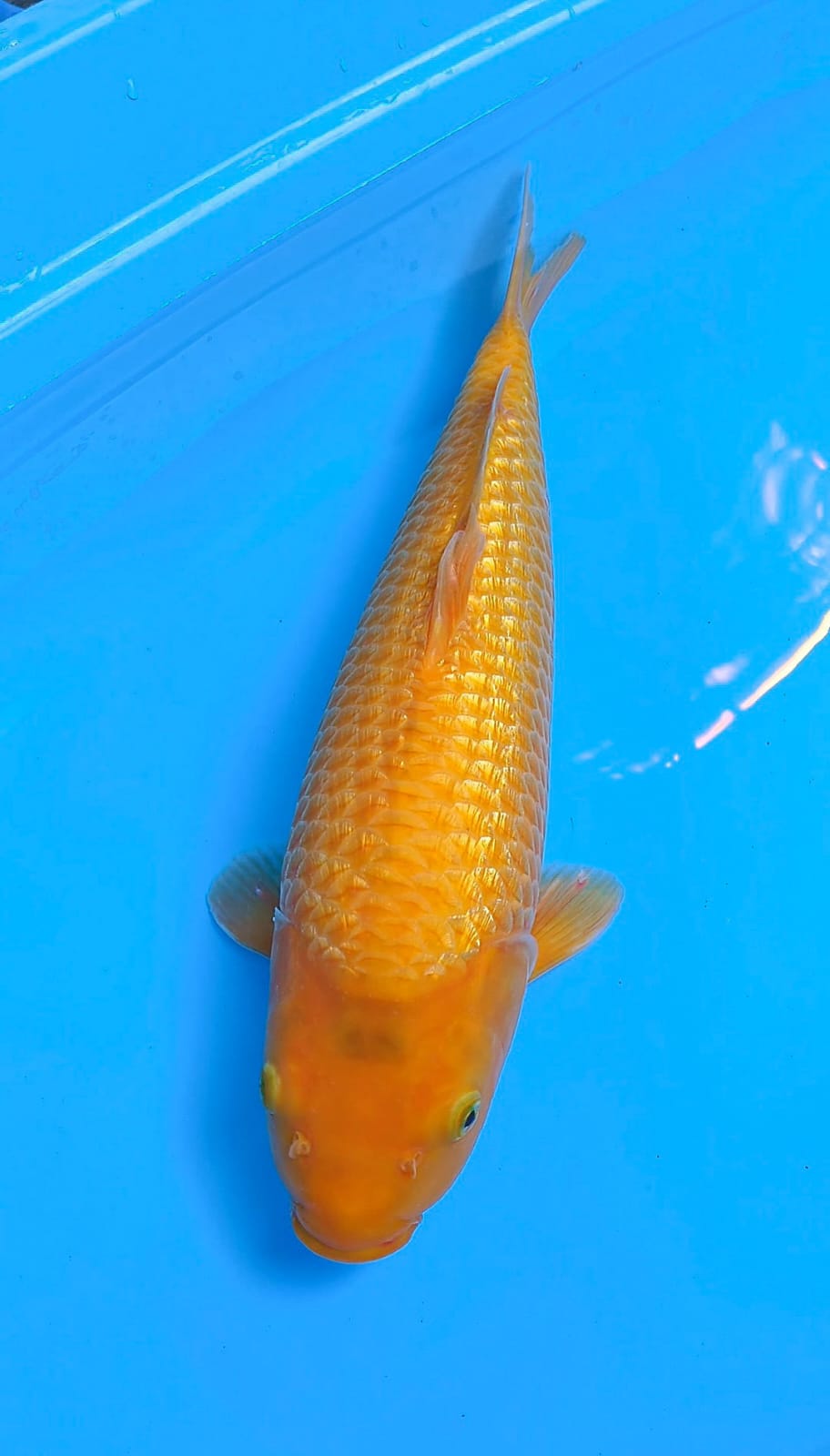 PUNUK 44cm RED KARASI FEMALE
