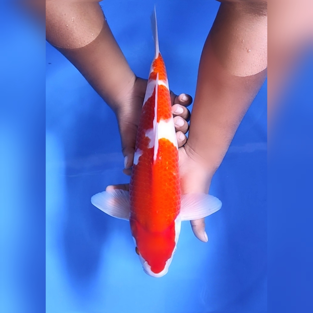 KOHAKU GOOD PATTERN ORIGINAL HQ JUMBO 42cm