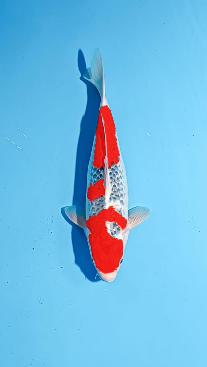 GOSHIKI 40cm