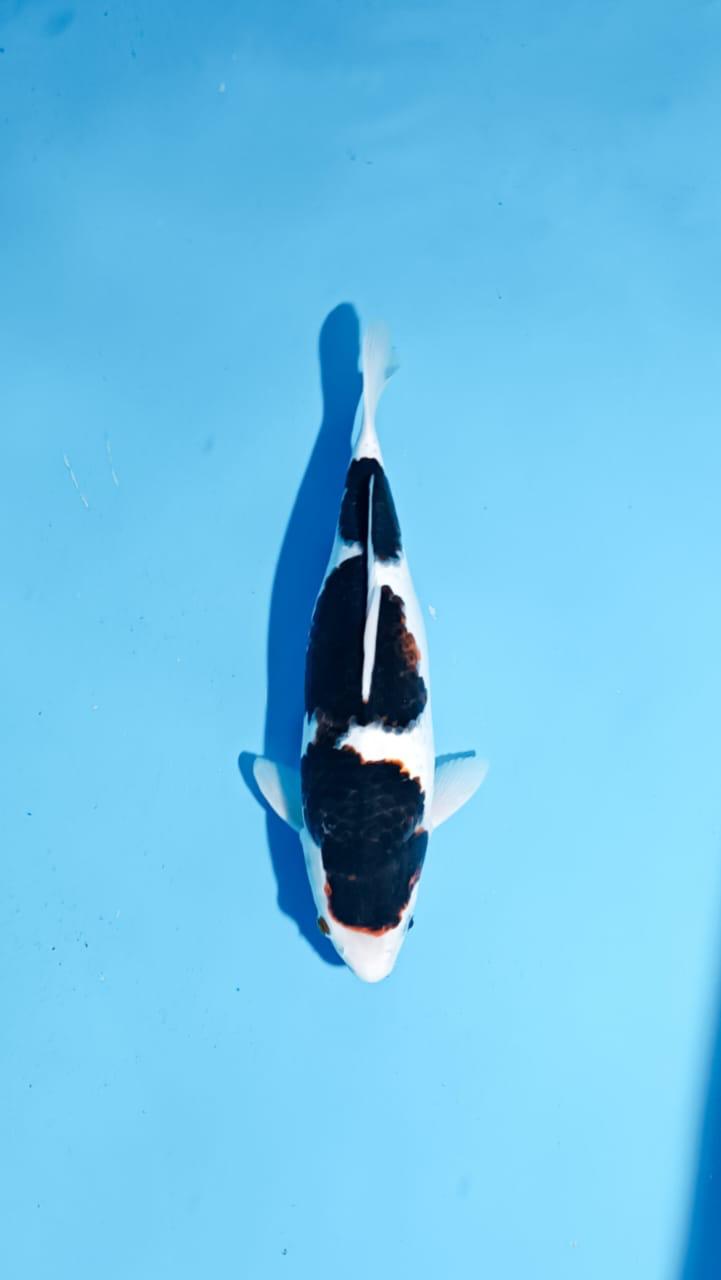BUDO GOROMO 38cm