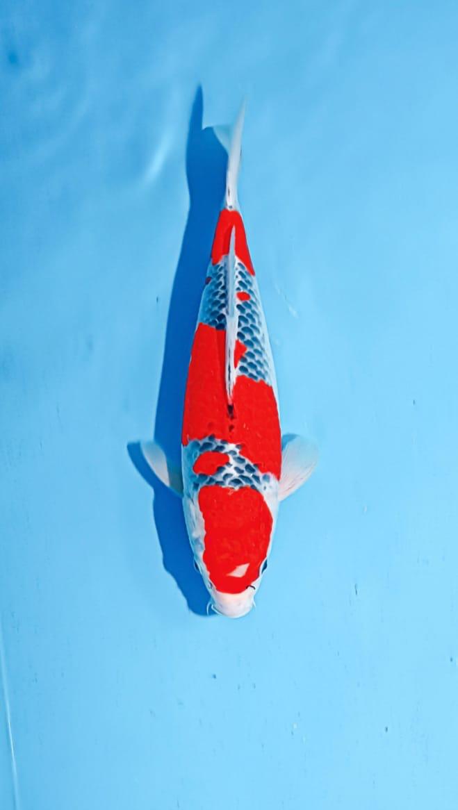 GOSHIKI 37cm