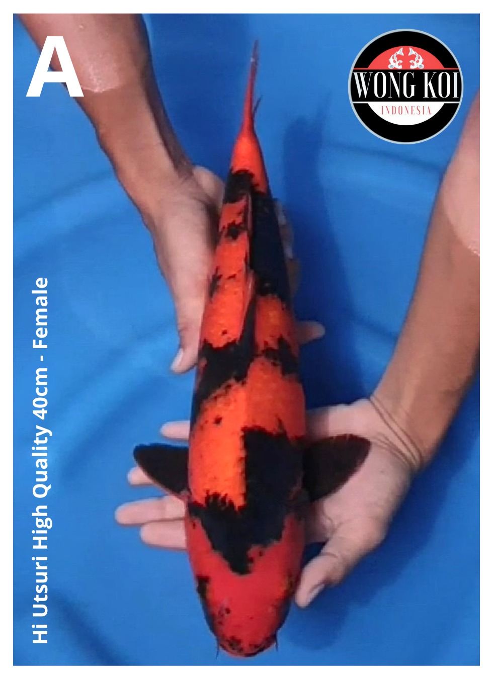 HI UTSURI HIGH QUALITY 40cm