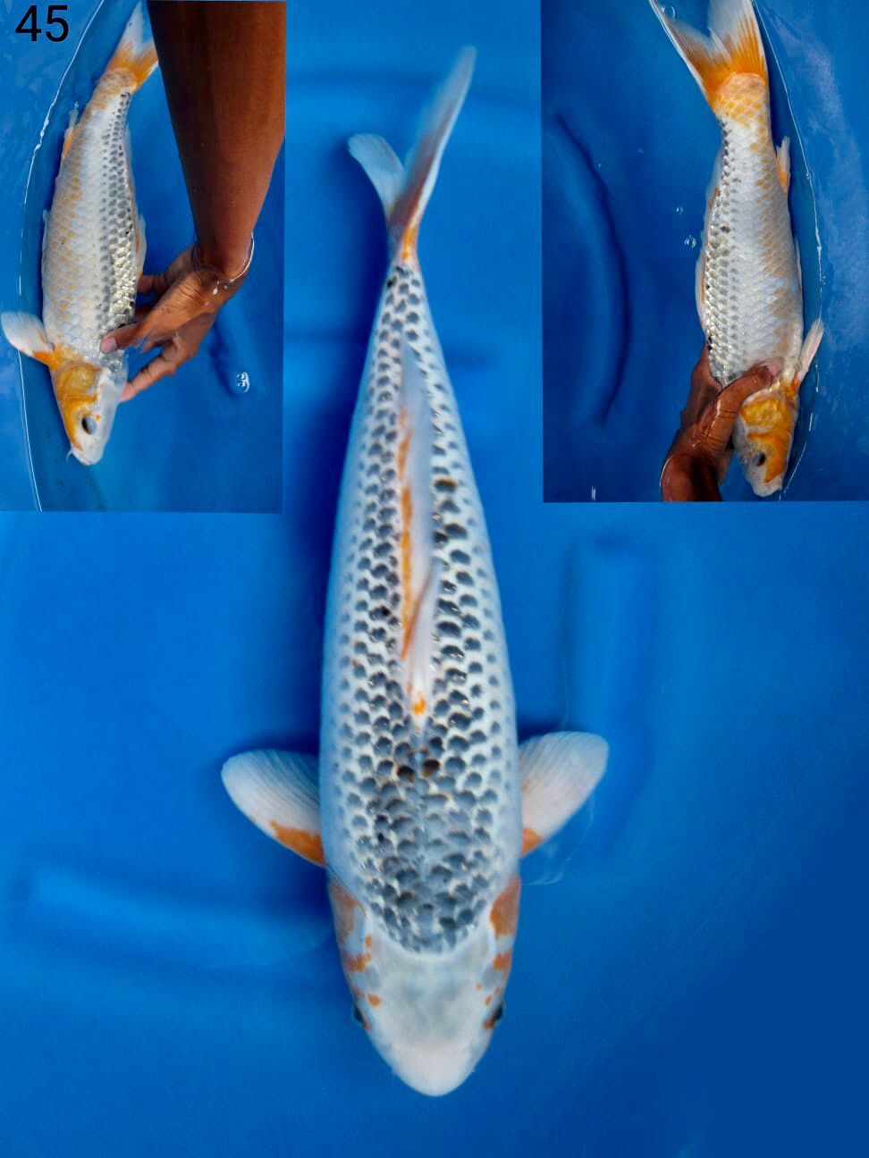 ASAGI BAKAT JUMBO 45cm MALE
