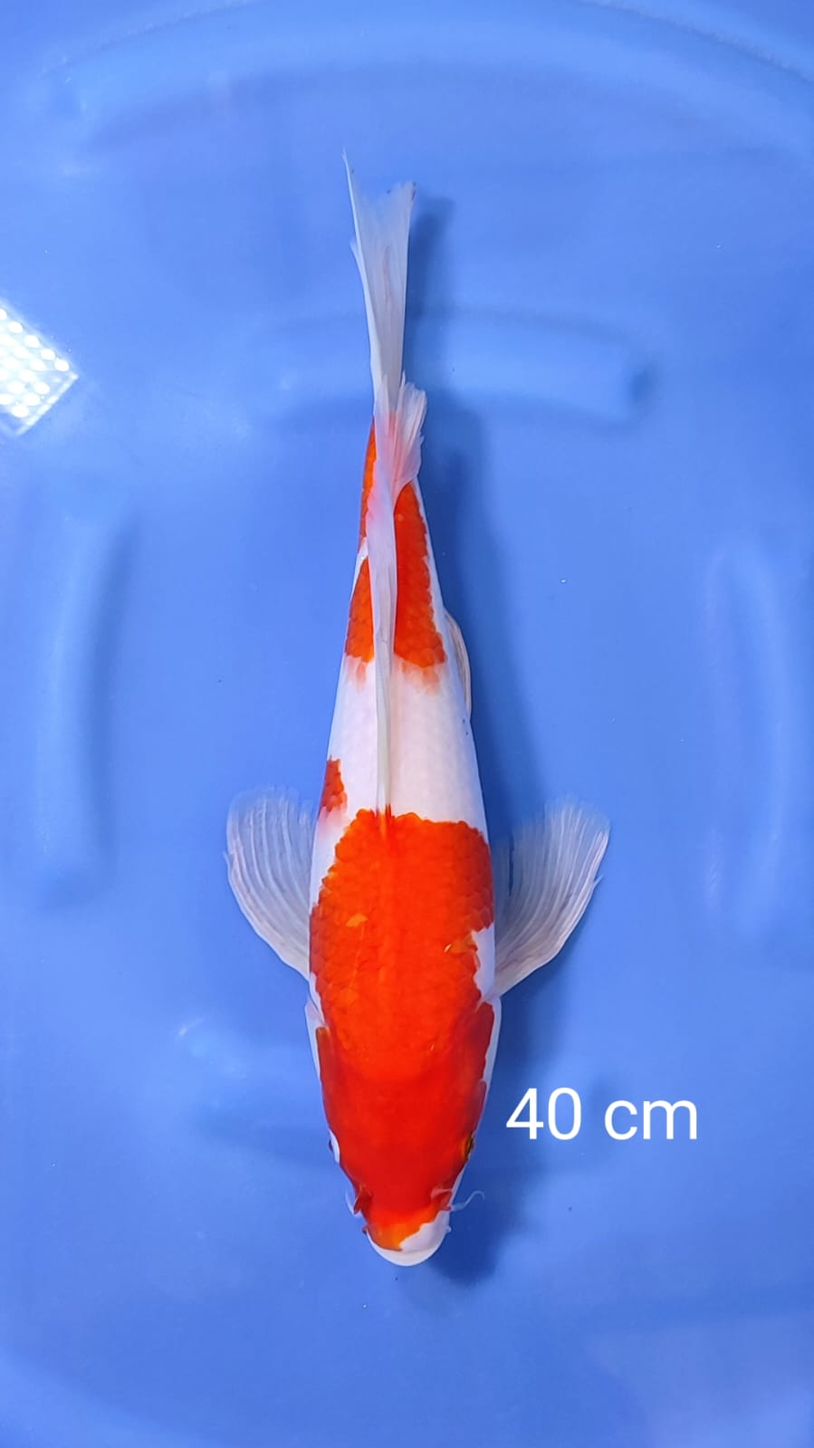 KOHAKU SLAYER 40cm