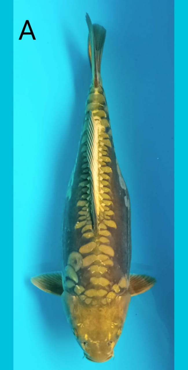 CHAGOI ARAGOKE 48cm
